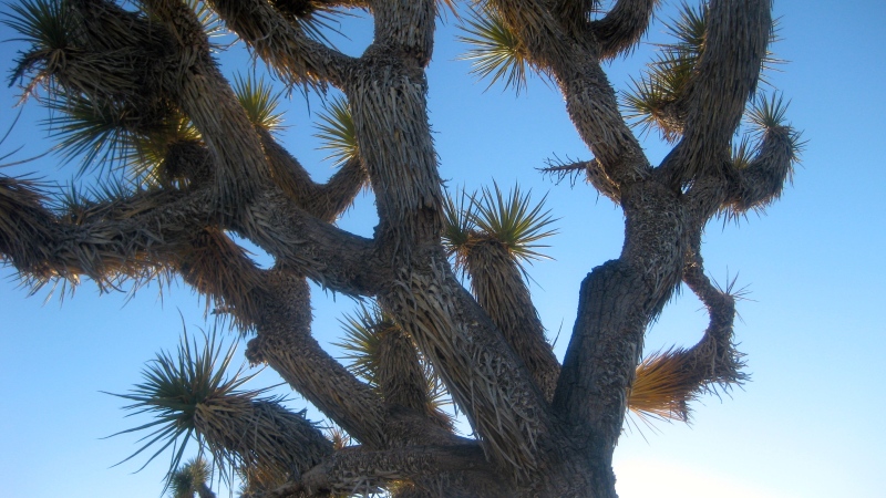 5 Things to do in Joshua Tree National Park